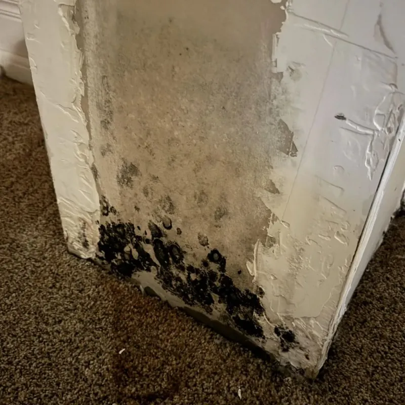 Professional Mold Removal in Fruitland, ID